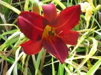 ruby wine3_1024x768.webp