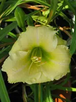 yamasitha2_576x768.webp
