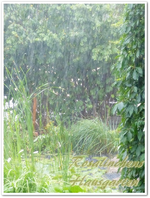 Regen (1).webp