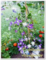 Staudenclemi C. aromatica.webp