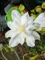 CIMG8318.webp