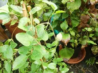 CIMG8321.webp