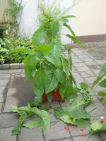 DSCN2367.webp