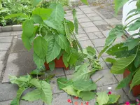 DSCN2368.webp