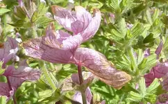 salvia_viridis.webp