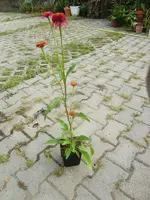 CIMG6686.webp