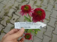 CIMG6688.webp