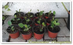 Edeldistel von Erik.webp