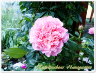 A. Luise.webp