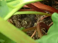 CIMG4320.webp