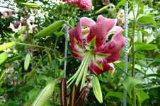 DSCF1503.webp