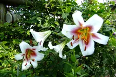 DSCF1504.webp