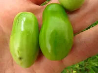 tomate.webp