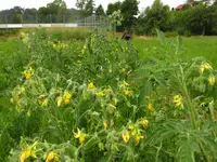 blüten.webp