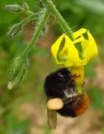 hummel.webp