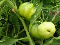 fleischtomate.webp