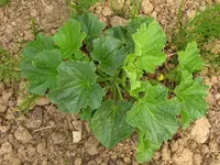 zucchini.webp