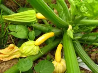 gold_rush_f1.webp