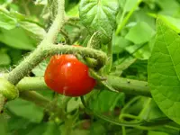 reife_tomate.webp
