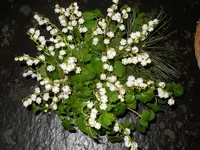 aus Garten 18.5..webp