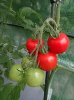 1. Tomatenernte.webp
