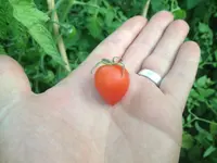 image.webp