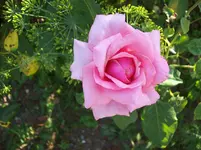 Rose.webp