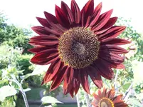Sonnenblume.webp