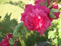 Stockrose rot.webp