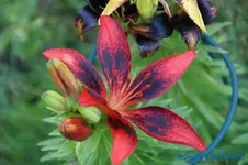 L.asiatic rotschwarz.webp