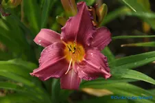 ADSC00040A+.webp