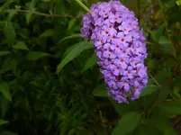 P1070951.webp
