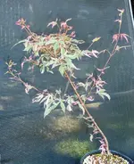 P1060600.webp