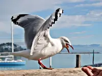 Copy of IMG_4031v.webp