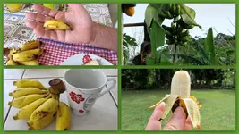 Minibananen v.webp