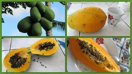 Pawpaw v.webp