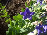 Ballonblume blau.webp