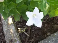 Ballonblume weiss.webp