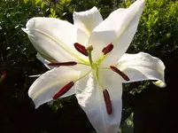 Lilie.webp