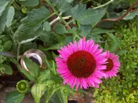 Sonnenhut rot.webp