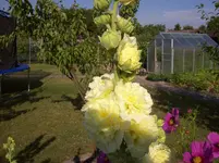 Stockrose gelb.webp
