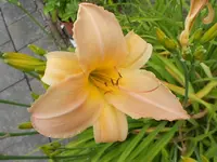 DSCN0871.webp