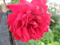 SAM_1379.webp