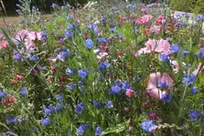 2013_0725Sommer0011.webp