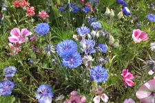 2013_0725Sommer0015.webp