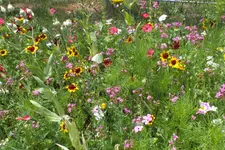 2013_0725Sommer0017.webp