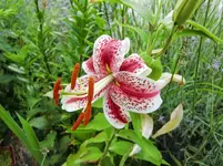 CIMG8417.webp
