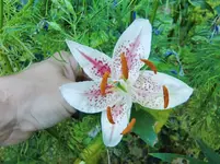 CIMG8430.webp
