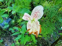 CIMG8431.webp