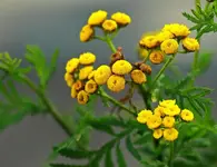 gelbes Kraut_1024.webp
